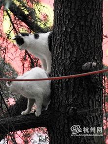 老虎爬树视频,挑战极限的动物奇观